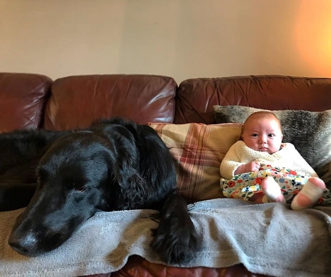 Flat-Coated Retriever and baby relaxing on a couch