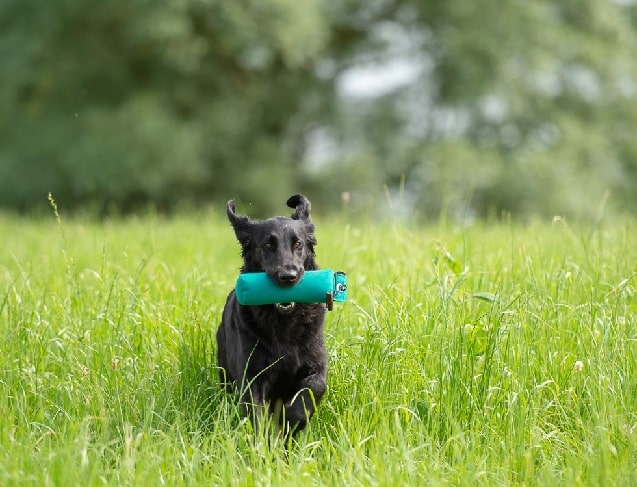 Flat-Coated Retriever running on the field