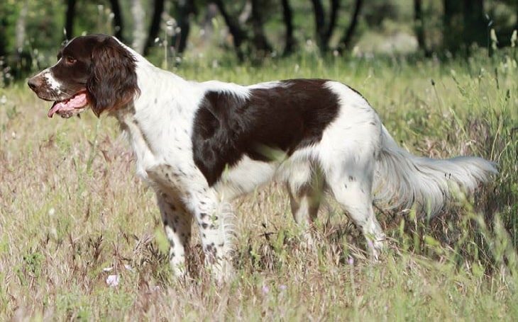 French Spaniel behavior and training