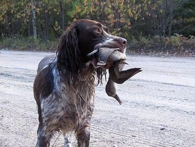 French Spaniel retrieving a duck