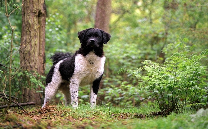 Frisian Water Dog personality and temperament