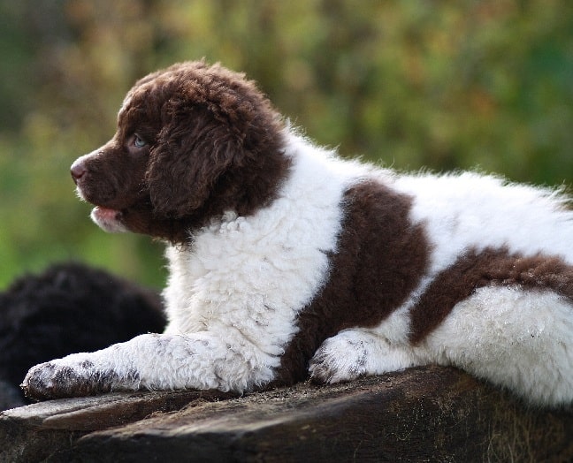 Frisian Water Dog puppy