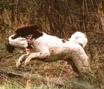 Frisian Water Dog retrieving bird