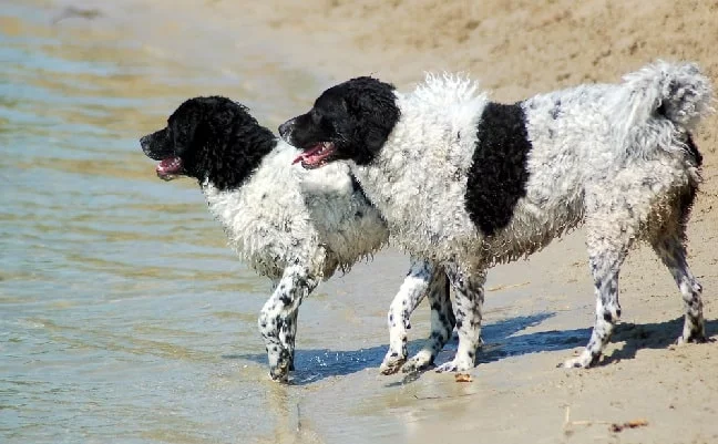 Frisian Water Dogs on the beach