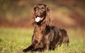 German Longhaired Pointer temperament and personality