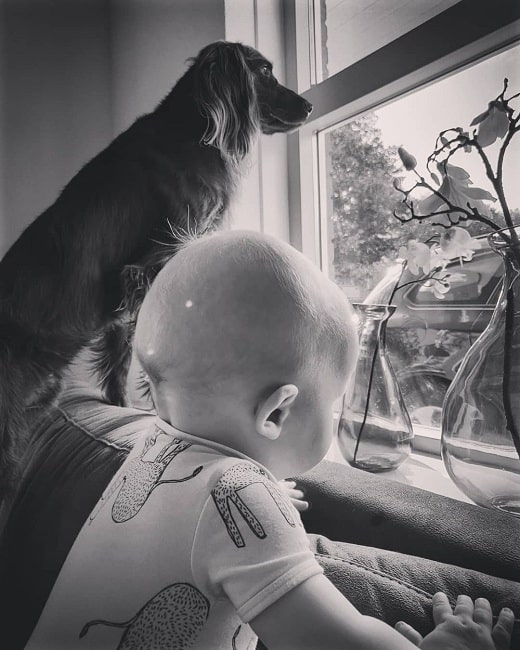 German Longhaired Pointer and a baby looking out the window