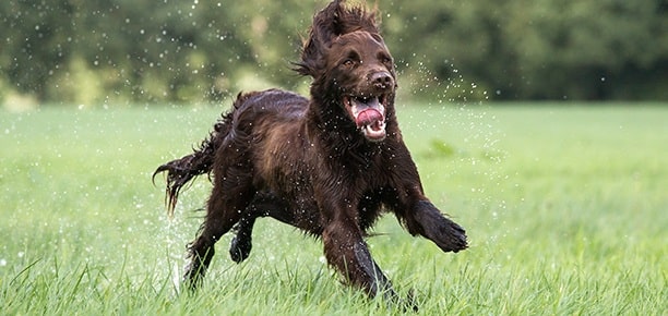 German Longhaired Pointer playing on the field