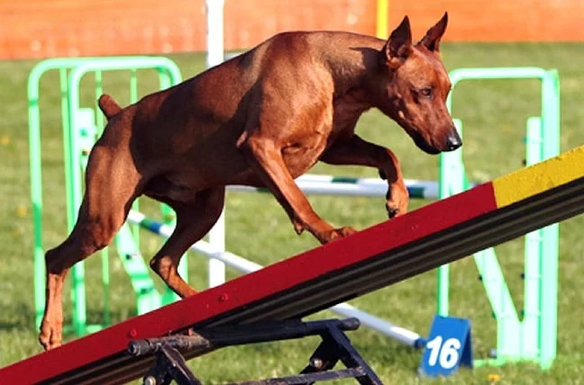 German Pinscher agility