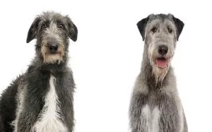 Irish Wolfhound and Scottish Grayhound similarities and differences