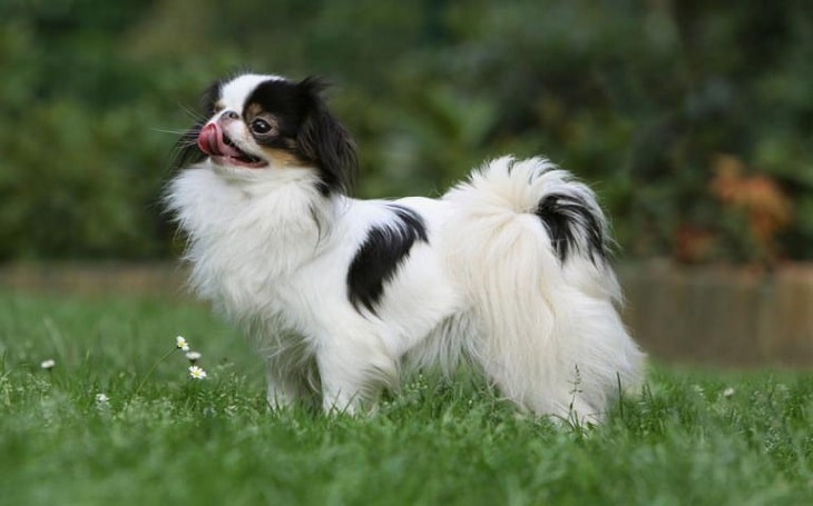 Japanese Chin Behavior and training