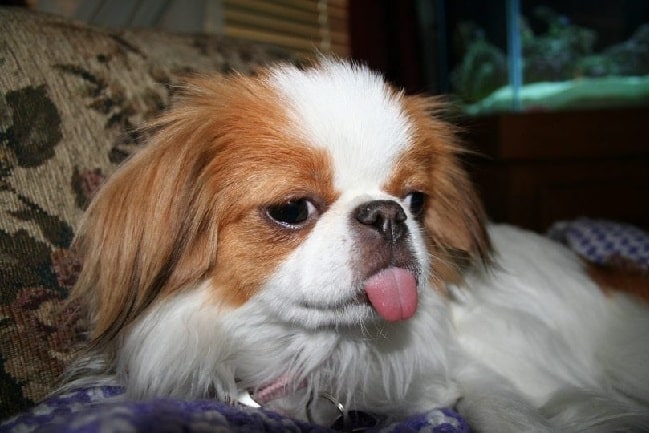 Japanese Chin teasing its human