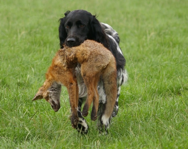 Large Munsterlander Retrieving the prey