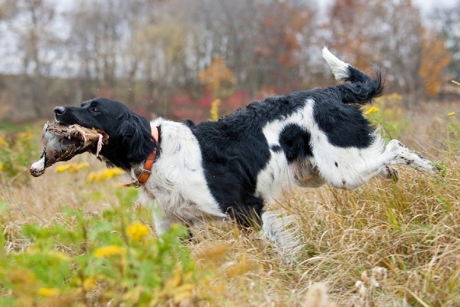 Large Munsterlander retrieving a bird