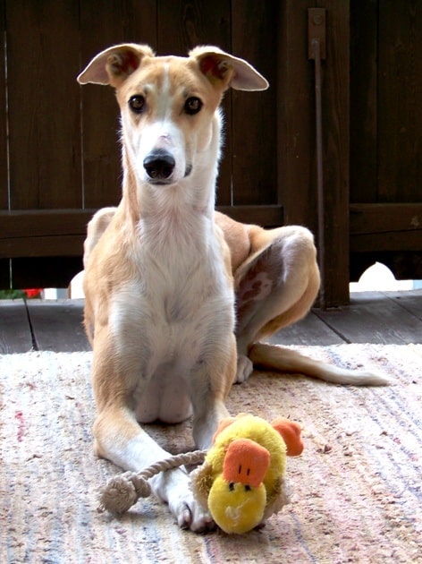 Magyar Agar playing with its toy