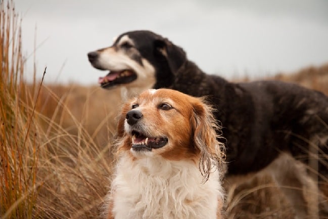 Male and female dogs
