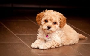 are maltipoo aggressive