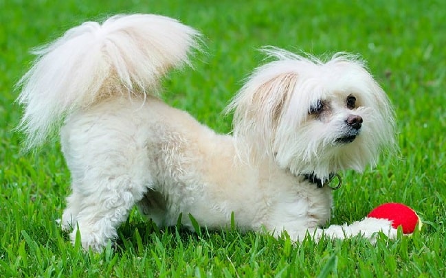 Maltipoo playing