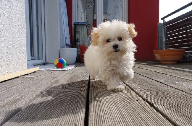 Maltipoo puppy running