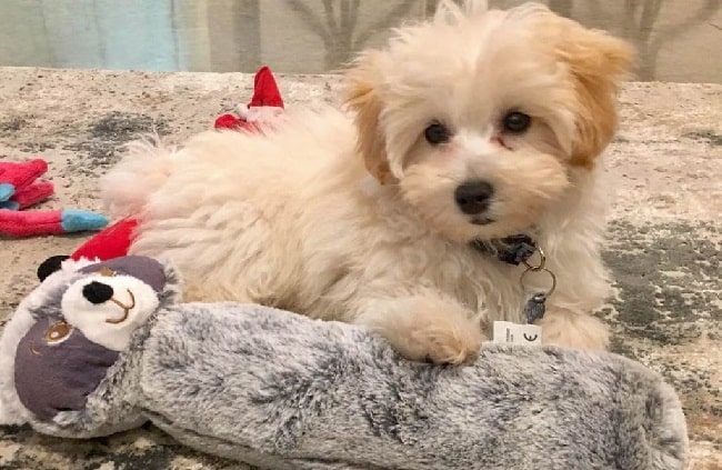 Maltipoo sitting with its toys