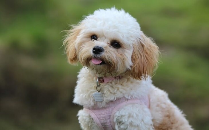 Maltipoo behavior, training, and health