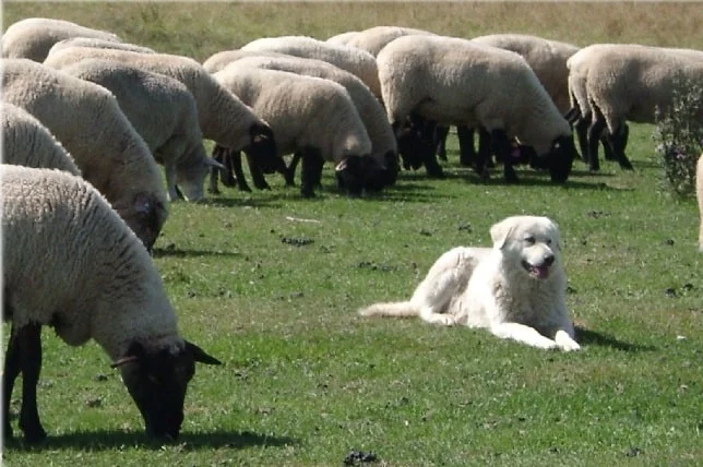Maremma Sheepdog Behavior guarding sheep