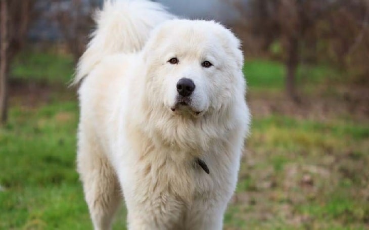 maremma dog