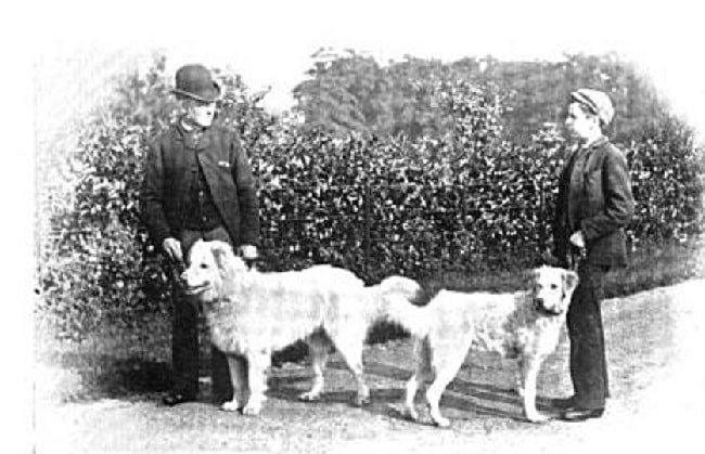 Maremma Sheepdog history