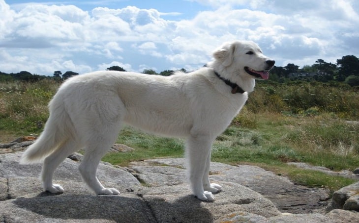 Maremma Sheepdog history, behavior, health issues