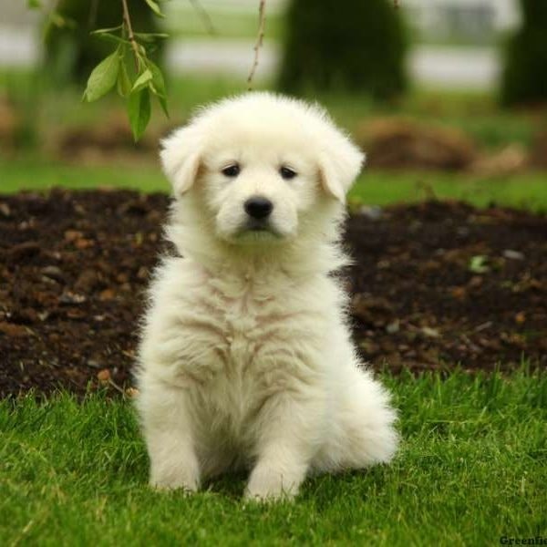 Maremma Sheepdog puppy