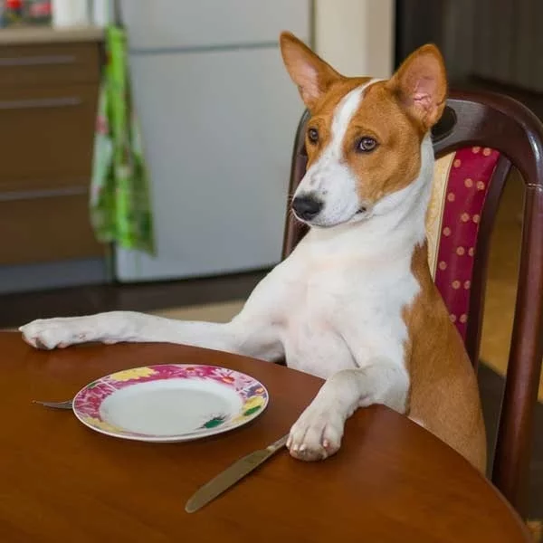 Basenji waiting for its meal