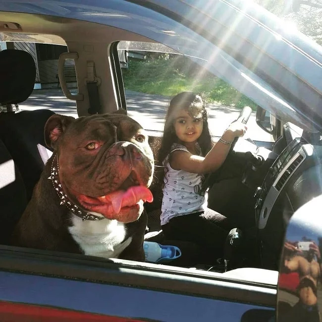 Olde Victorian Bulldogge and a girl in the car