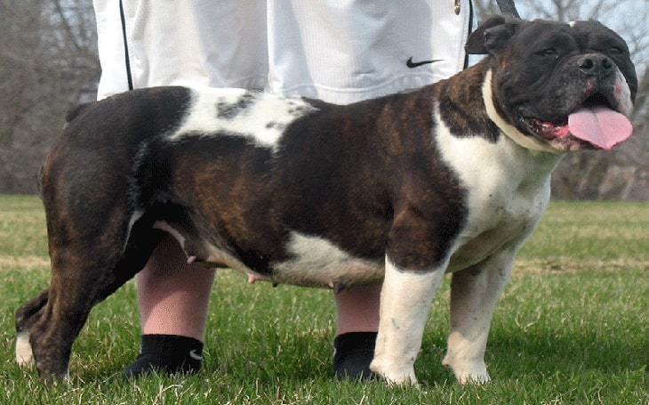 Olde Victorian Bulldogge personality and temperament