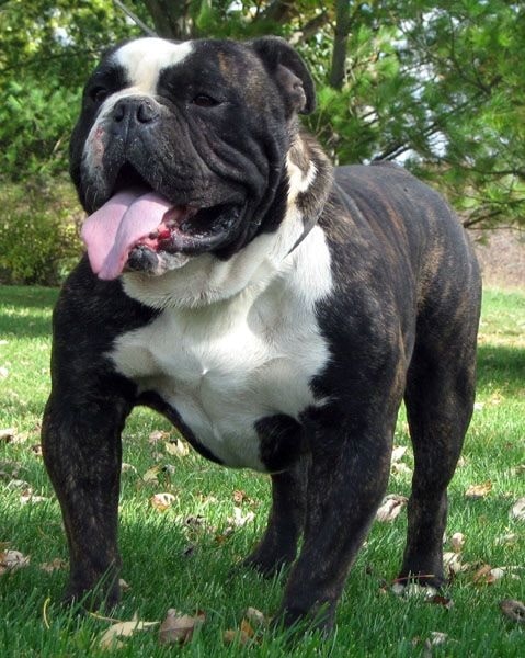 Olde Victorian Bulldogge on the field