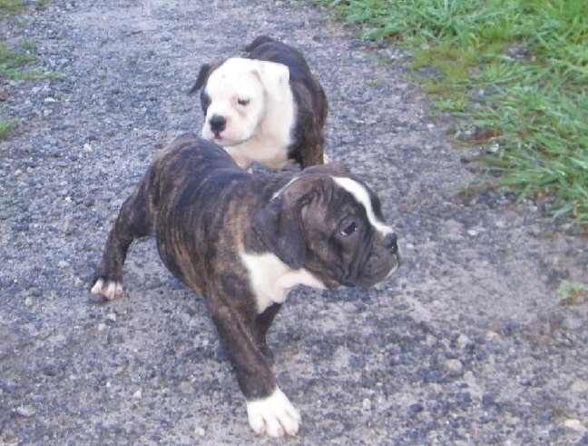 Olde Victorian Bulldogge puppiesOlde Victorian Bulldogge puppies