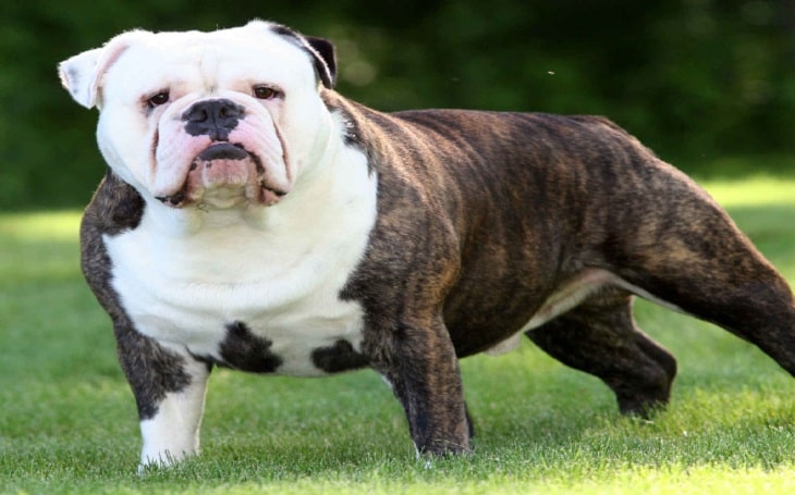 Victorian Bulldogge Puppies / Victorian Bulldog for rehome | Kilmarnock ...