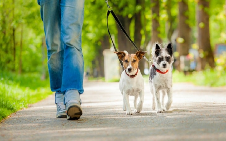 Pet boarding and walking apps