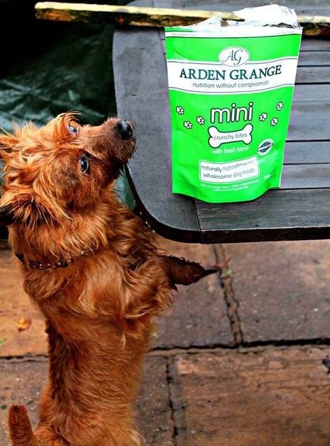 Treats for Australian Terrier