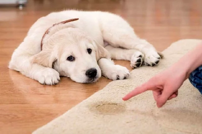 dog's Urine in carpet