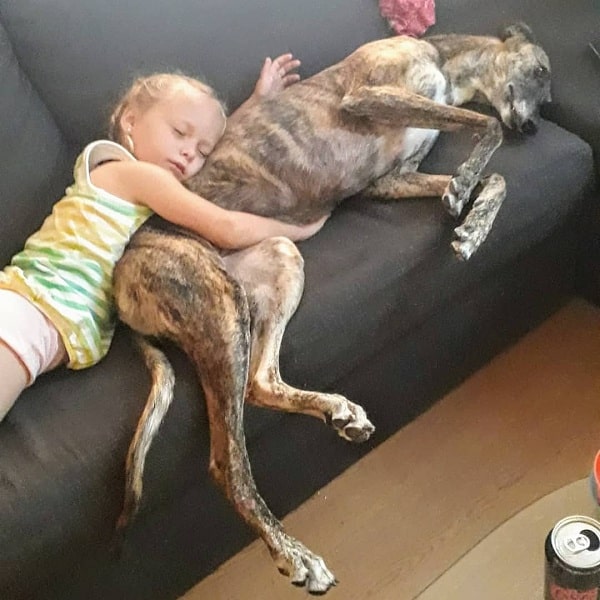 A baby and a Spanish Grayhound taking a nap