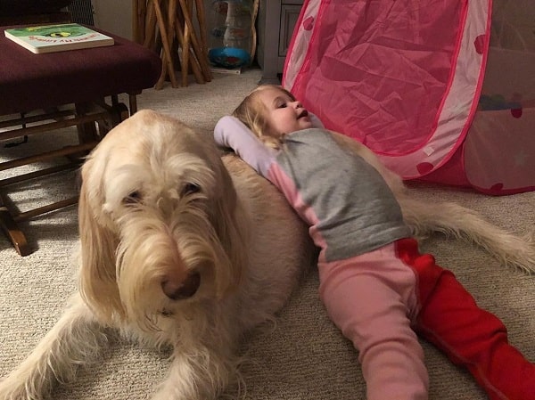 A baby playing with a Spinone Italiano