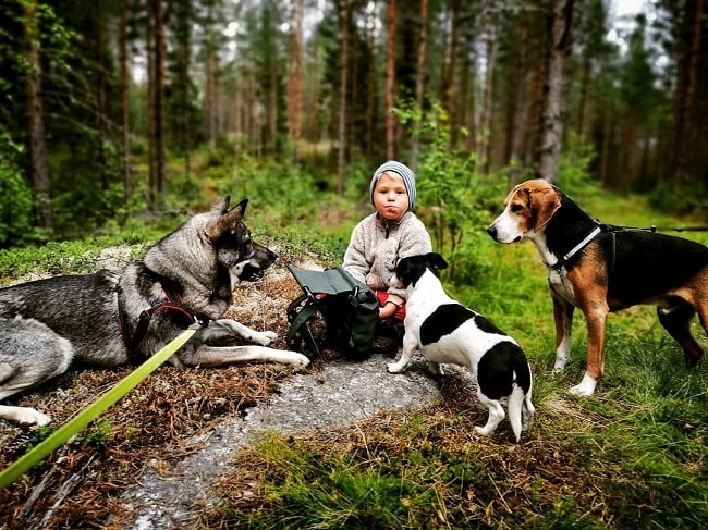 A baby surrounded by Jack Russell Terrier, hamiltonstövare, and Swedish Elkhound