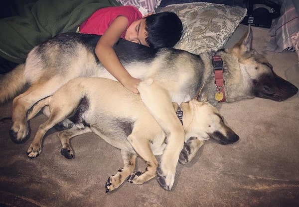 A boy cuddling with a Chihuahua Shepherd and German Shepherd