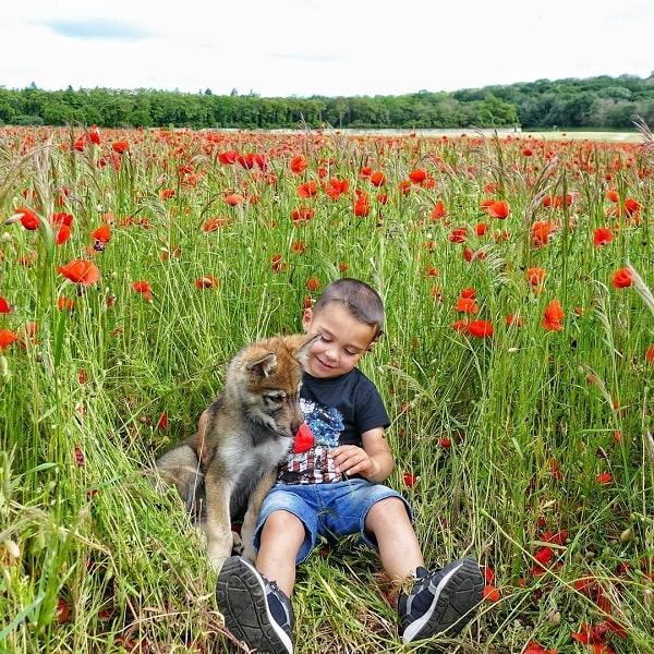 A boy playing with a wolfdog puppy