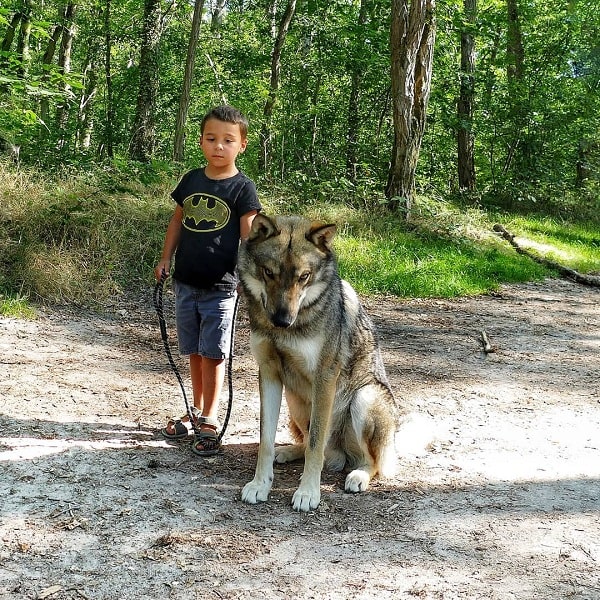 A boy posing with a Wolfdog