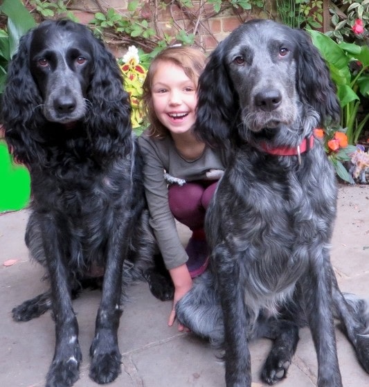 A girl posing with her Blur Picardy Spaniels