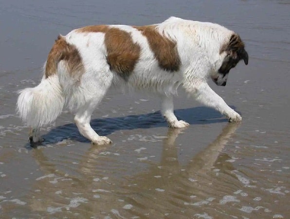 Aidi Dog playing in the water