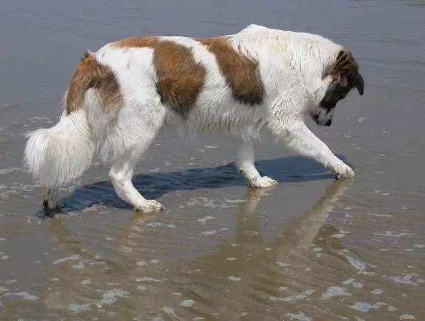 Aidi Dog playing in the water