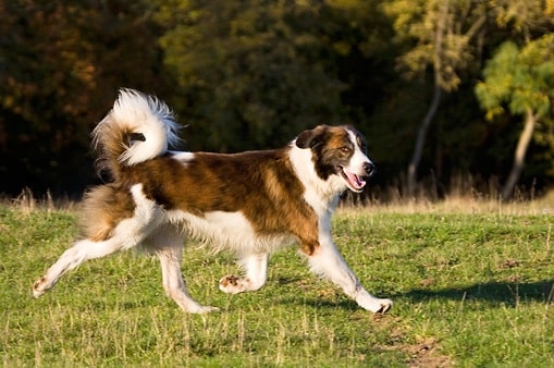 Aidi dog running on the field