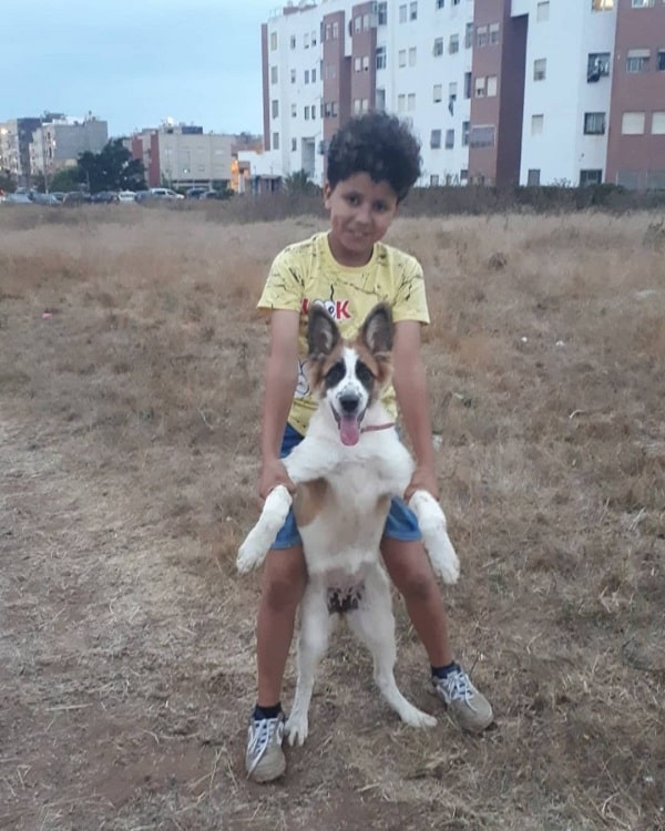 Aidi puppy playing with a boy