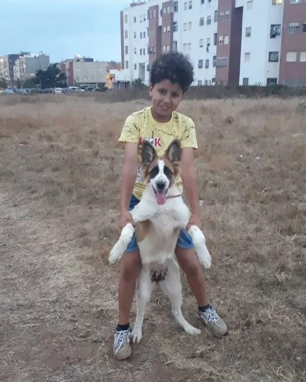 Aidi puppy playing with a boy